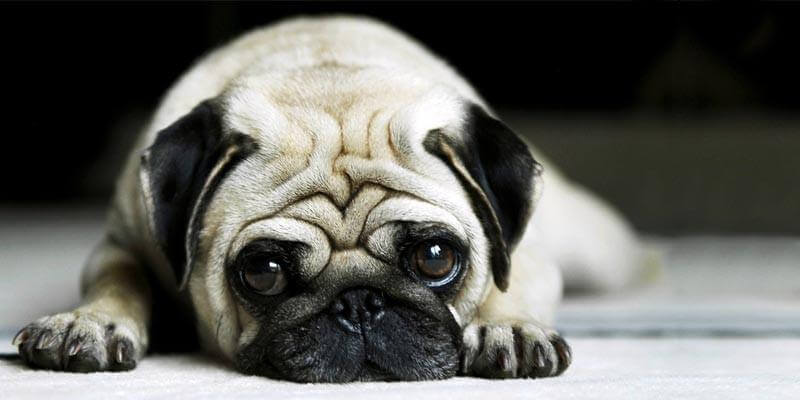 Emozioni animali: esistono le emozioni non-umane?